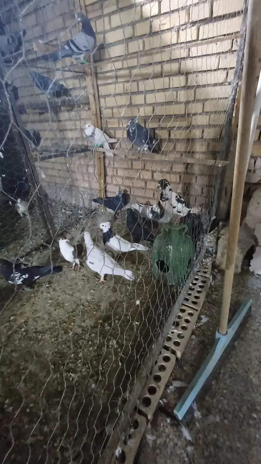 پرنده دوری دوری|پرنده|شوشتر, |دیوار