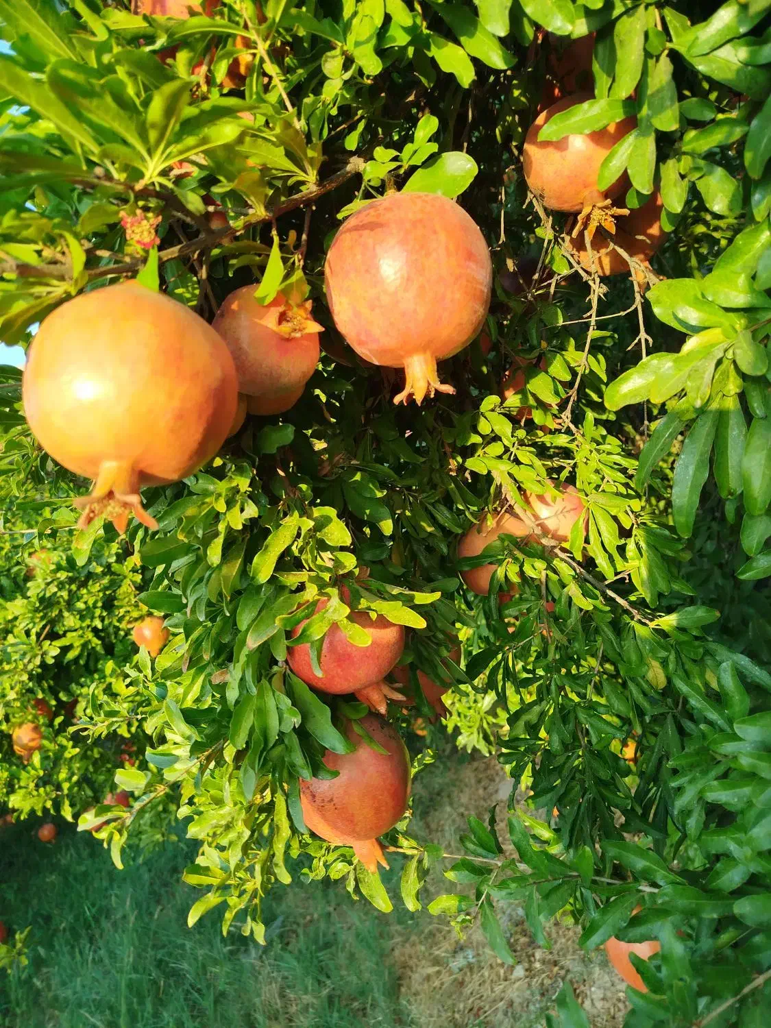 فروش انار|خدمات باغبانی و درختکاری|کوهنانی, |دیوار