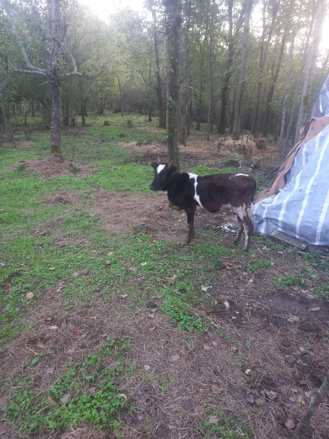 گاو گوساله ماده مشکی وسفید یک ساله|حیوانات مزرعه|رشت, آب و برق|دیوار