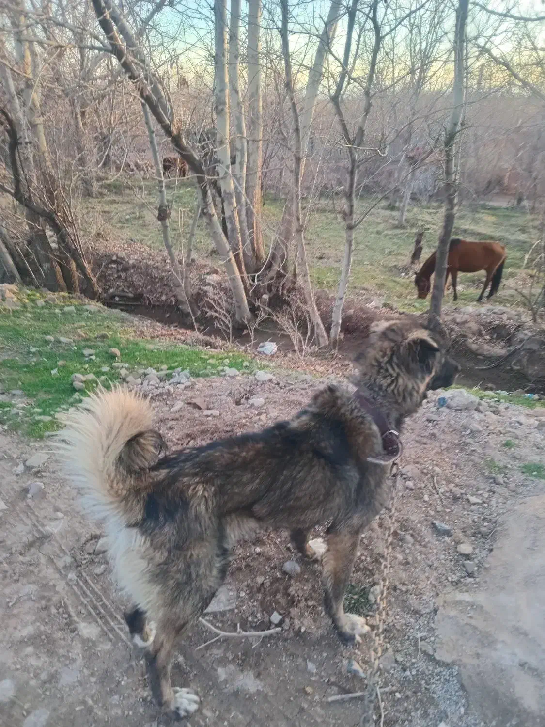 سگ..|سگ|قزوین, |دیوار