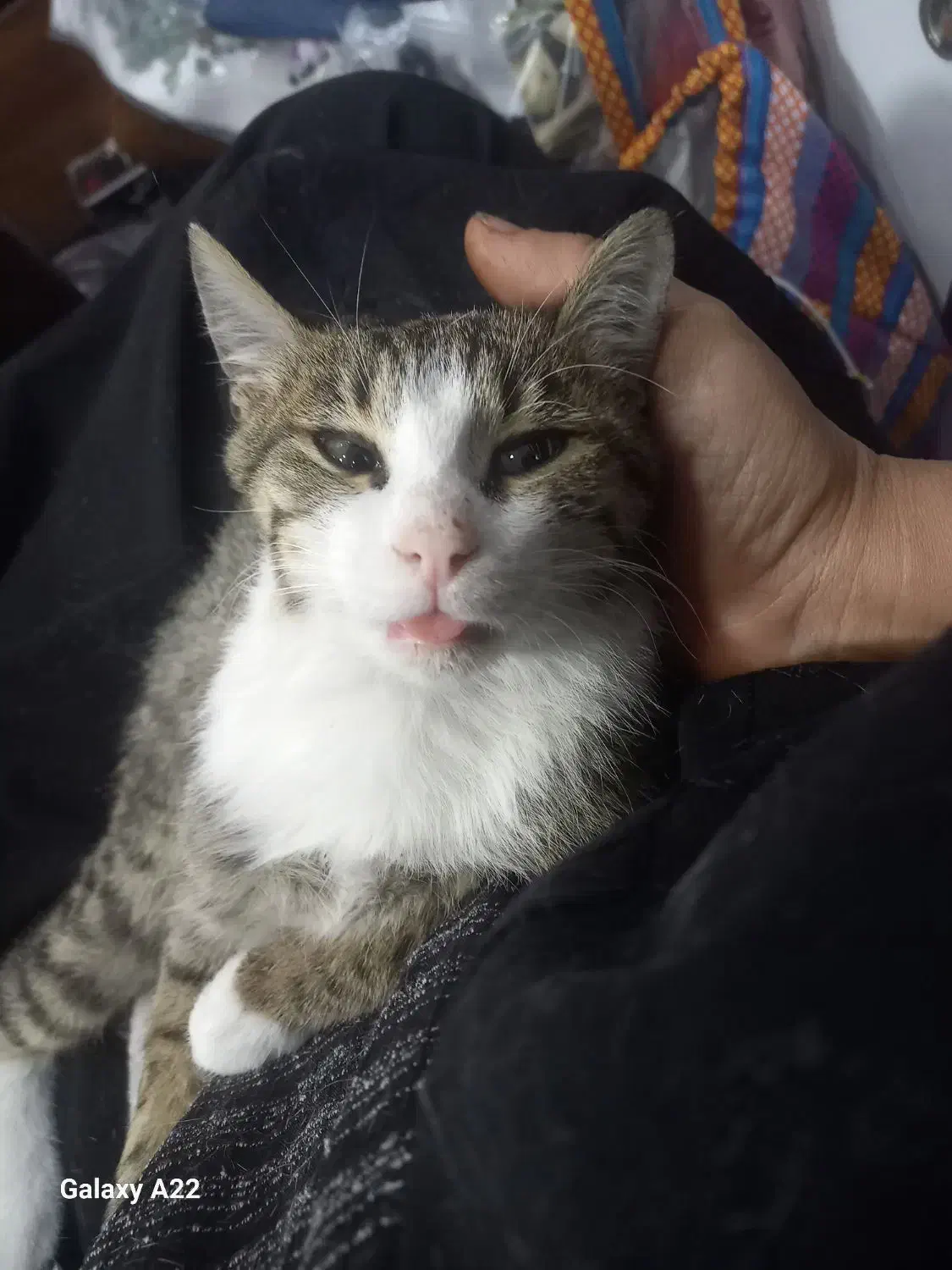 واگذاری رایگان|گربه|پرند, فاز ۵|دیوار