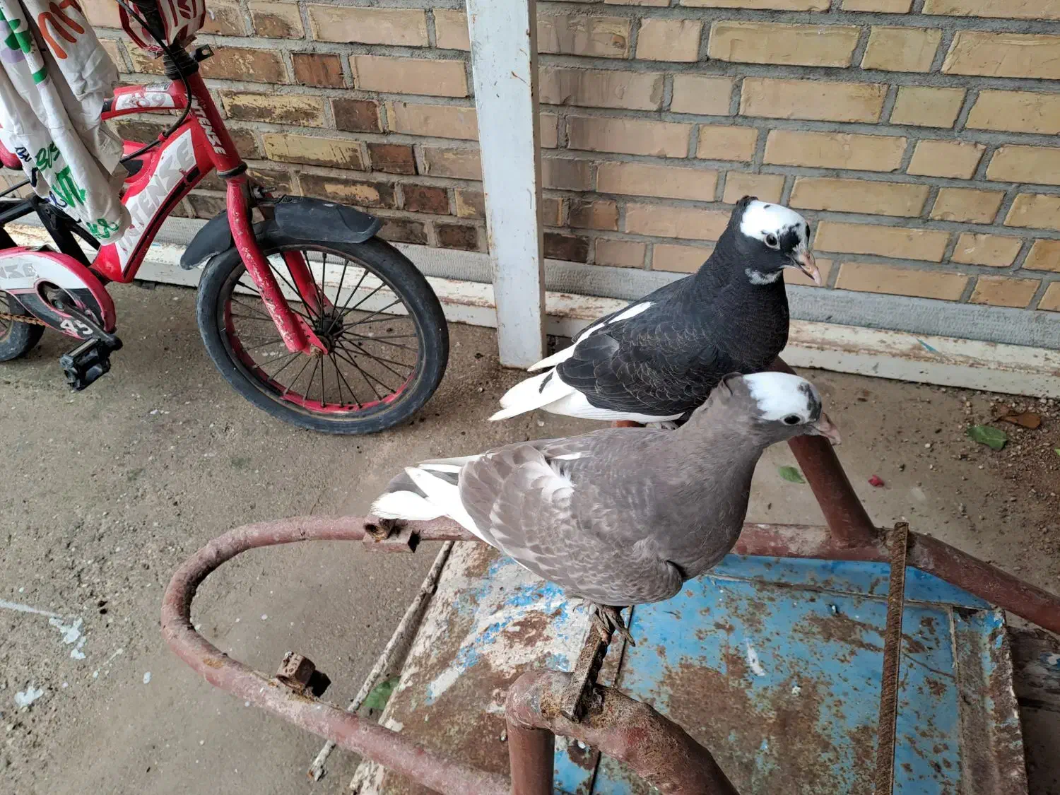 کبوتر|پرنده|گتوند, |دیوار