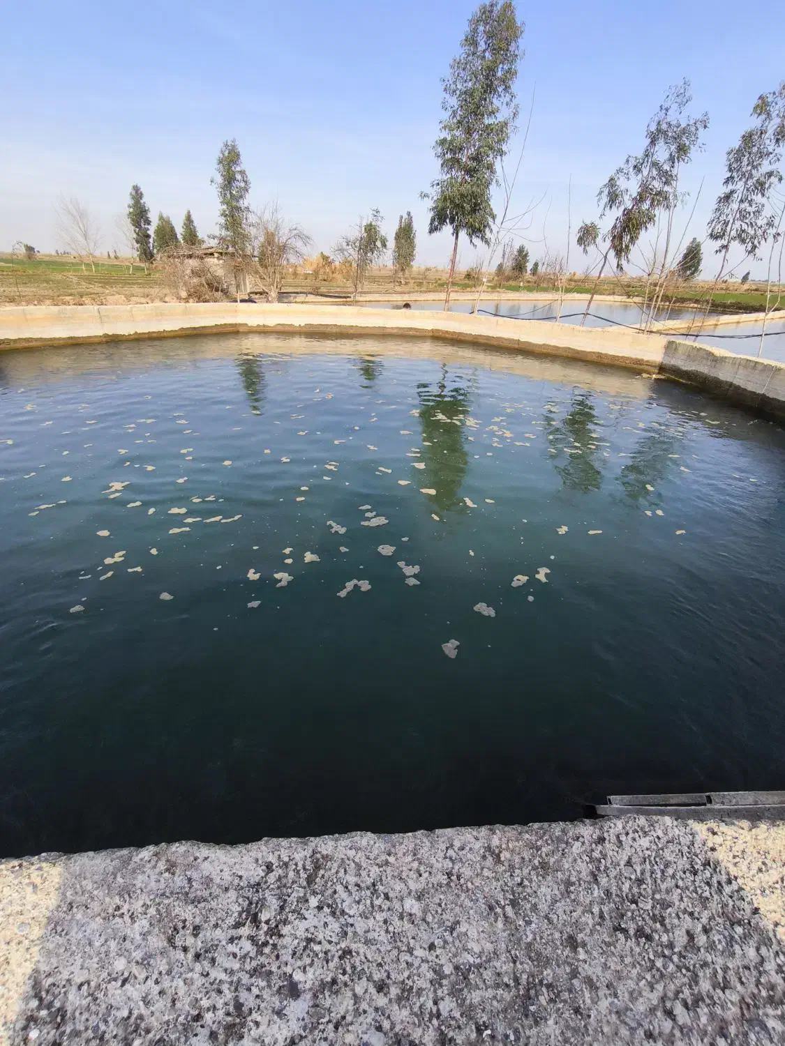 بچه ماهی کپور، آمور و فیتوفاک (۳۰ تا ۱۰۰ گرم)|ماهی|آق قلا, |دیوار