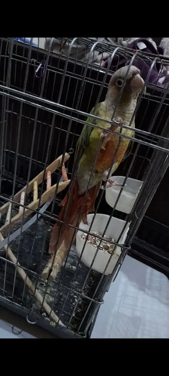 طوطی گرینچیک|پرنده|فردیس, سرحدی|دیوار