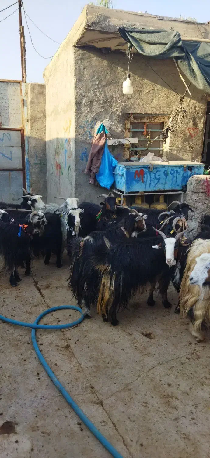 فروش بز|حیوانات مزرعه|ایذه, |دیوار