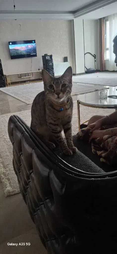 گربه گمشده|حیوانات|گرمدره, |دیوار