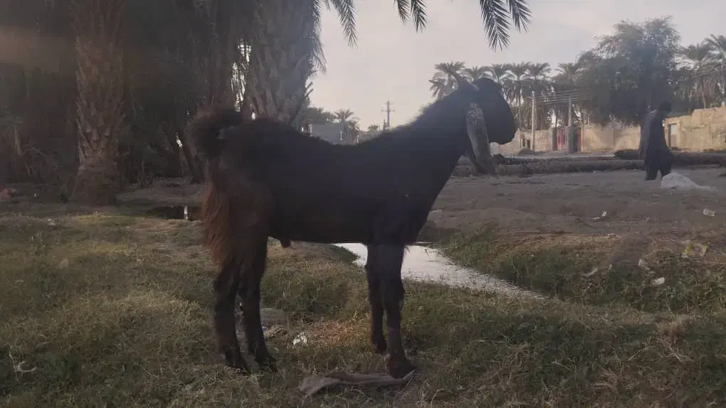 تروشت مالداری نسل ستایی هکل دار گلابی|حیوانات مزرعه|ایرانشهر, |دیوار