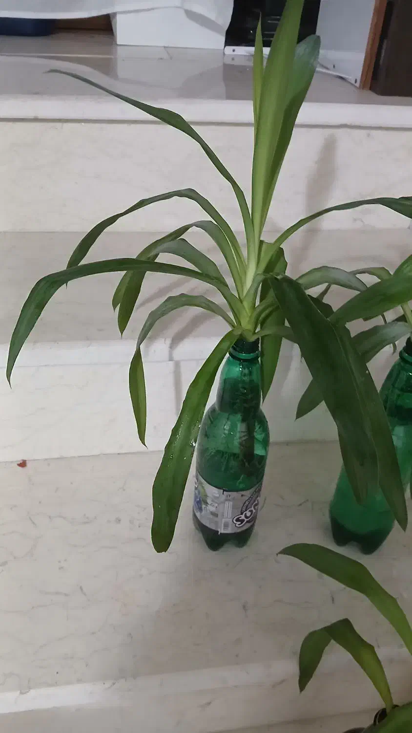 گل یوکا|گل و گیاه طبیعی|کرمانشاه, |دیوار