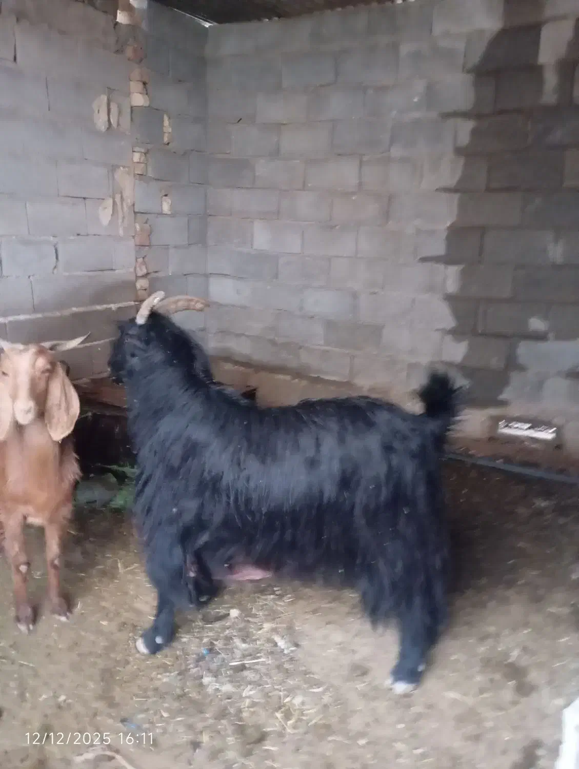 چبش بز رون درجه یک|حیوانات مزرعه|شیراز, کرونی(خاتونک)|دیوار