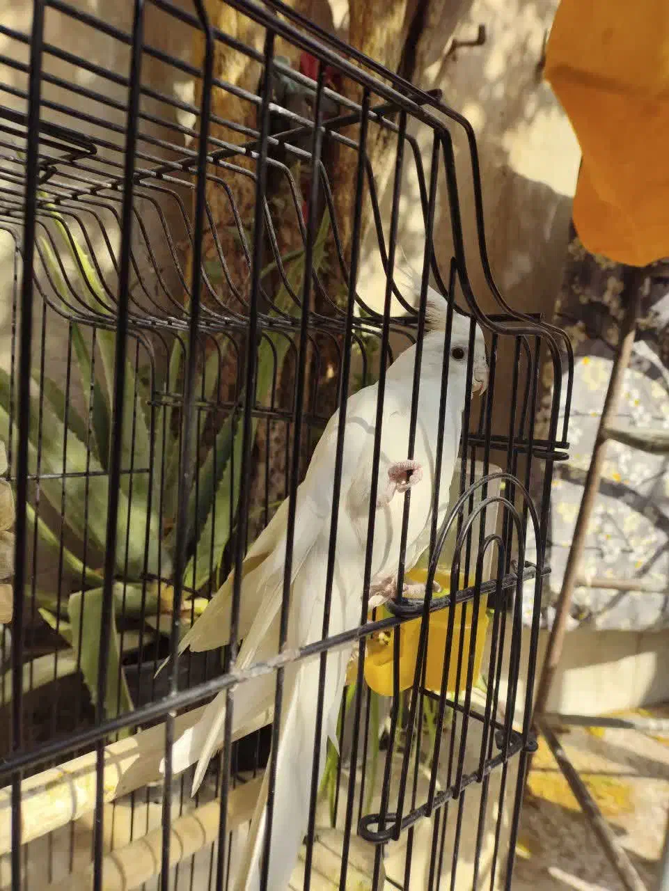 پرنده ،طوطی عروس،هلندی ، آلبینو و لوتینو ،جفت|پرنده|قم, شهر قائم|دیوار