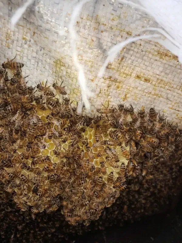 عسل ییلاقی سبلان|خوردنی و آشامیدنی|مشگین شهر, |دیوار