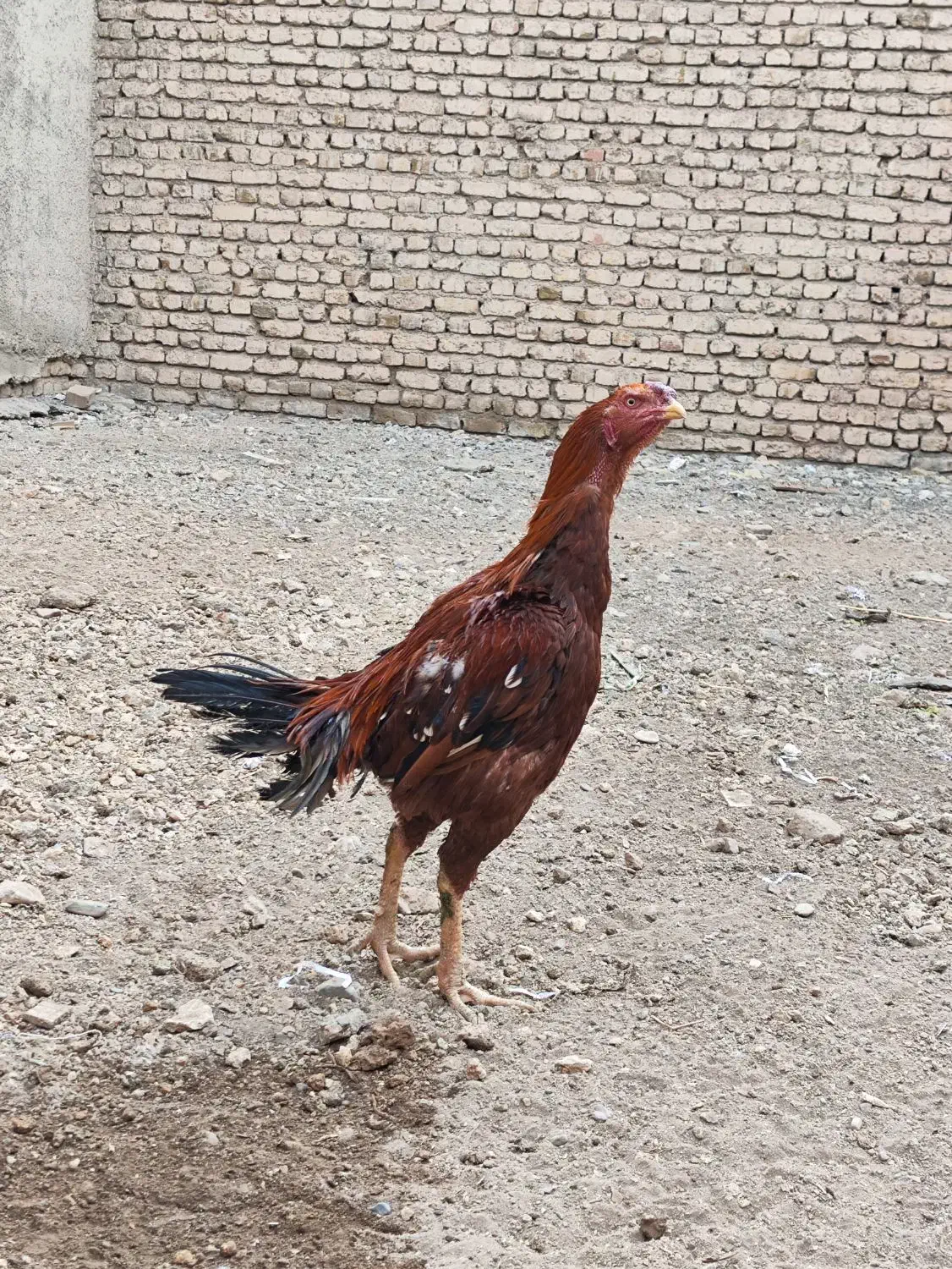 خروس لاری نسل|حیوانات مزرعه|خرمدره, |دیوار