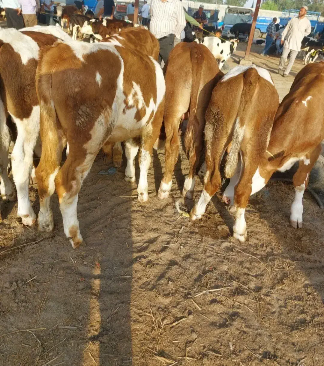 شیرخواروخوراک خور|حیوانات مزرعه|بیستون, |دیوار