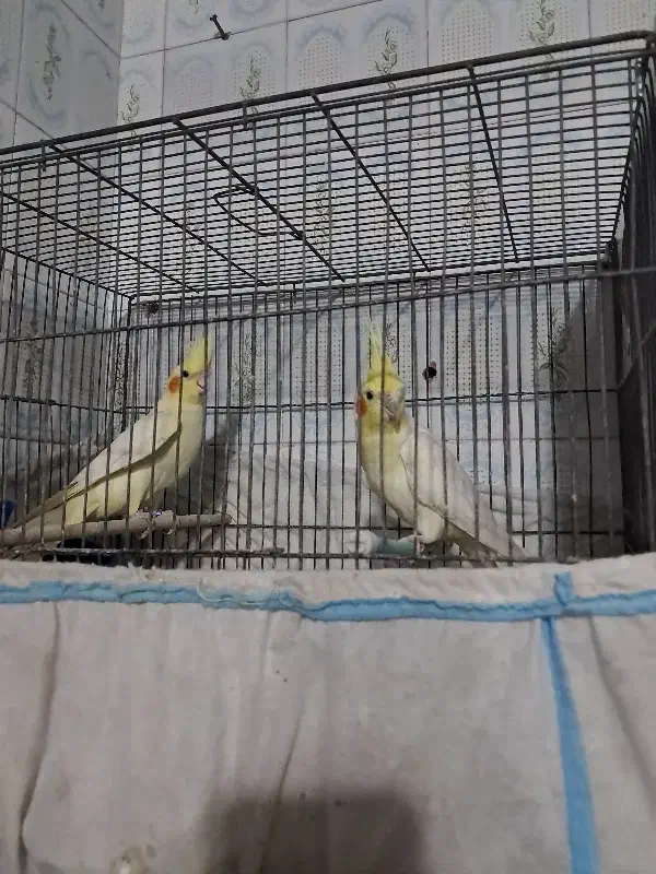 عروس هلندی جفت لوتینو|پرنده|یزد, |دیوار