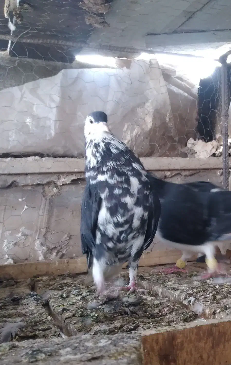 کبوتر سینه ساده کرمانی|پرنده|مشهد, کوی المهدی|دیوار