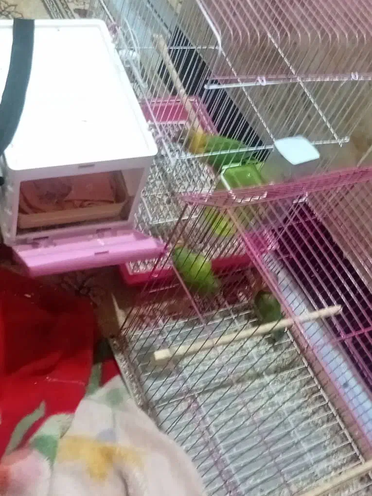 ۵تا|پرنده|خرمشهر, |دیوار