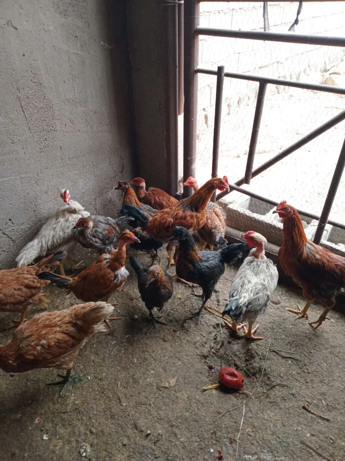 خروس|حیوانات مزرعه|شوشتر, |دیوار