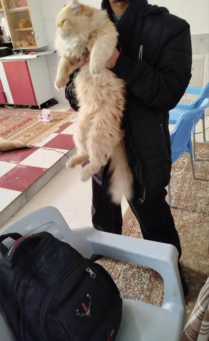 گربه پرشین|گربه|زاهدان, |دیوار