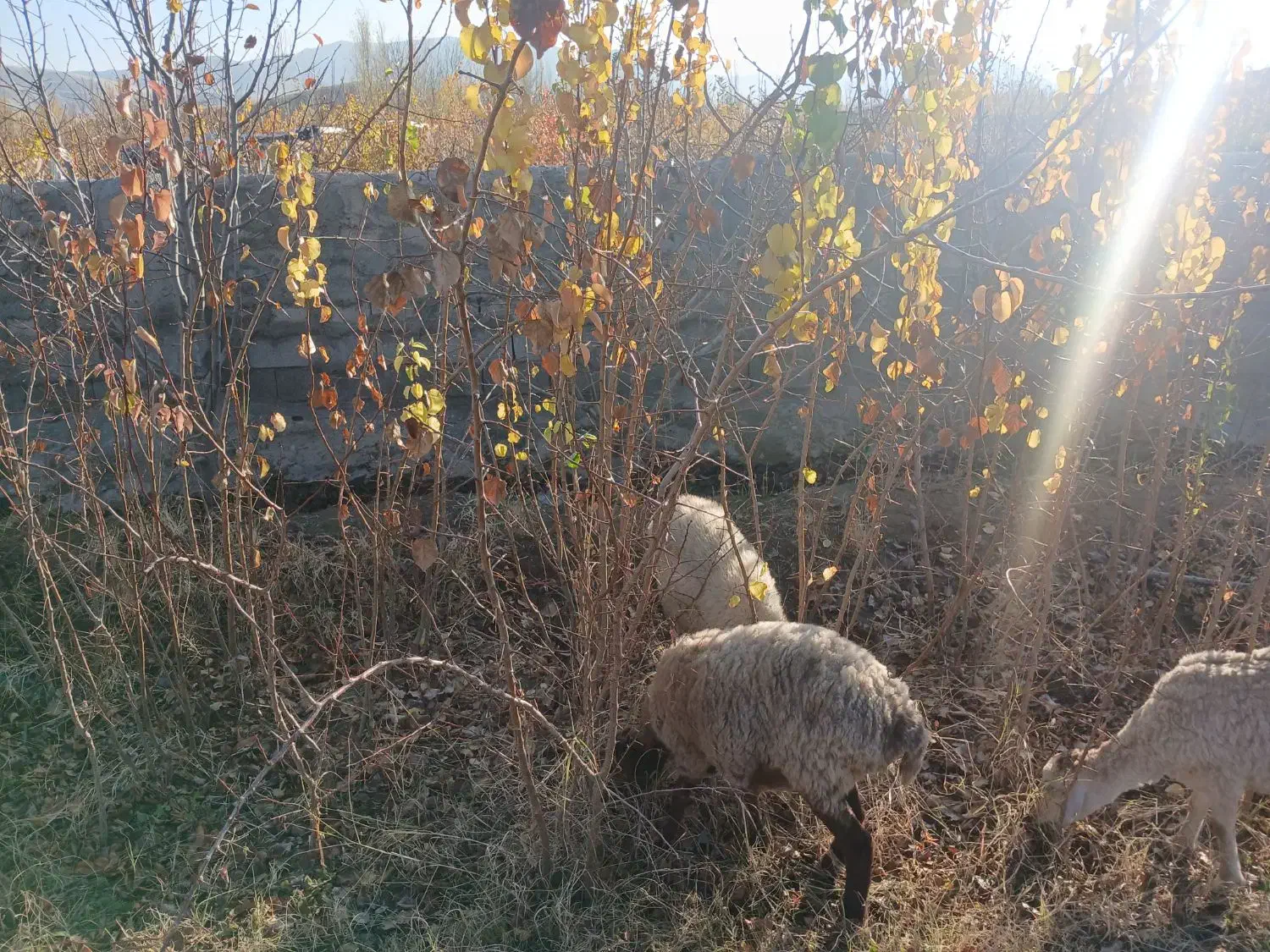 حدود ۵۰۰ نهال زردالو|خدمات باغبانی و درختکاری|مرند, |دیوار