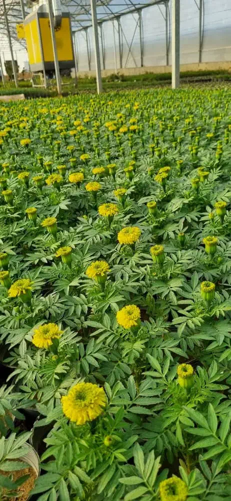 طرح تعویض کتاب وبرگه باطله با گل و گلدان|گل و گیاه طبیعی|اهواز, بعثت|دیوار