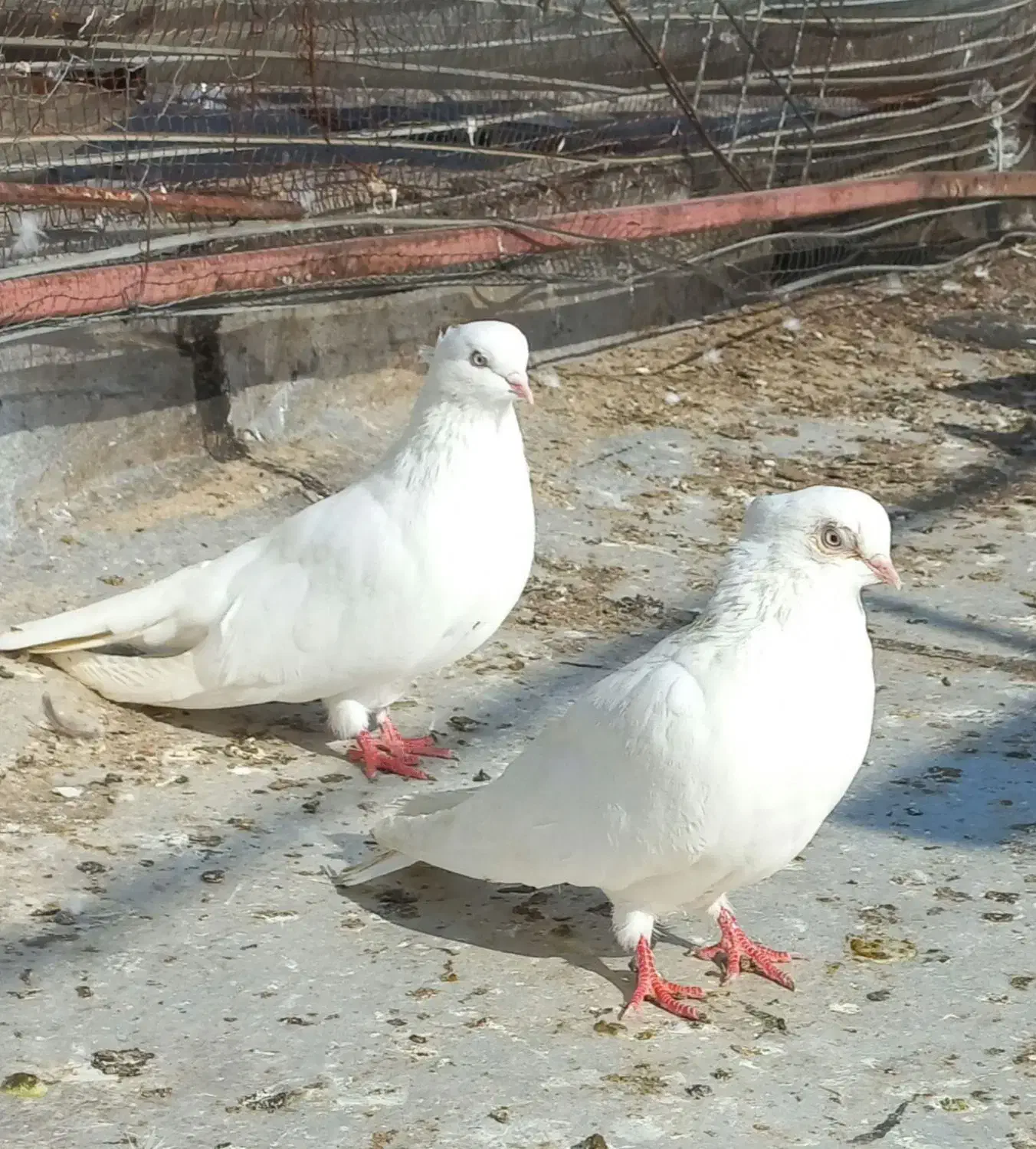 کبوتر سفید و سَبز کاکُلی (نوک کوتاه)|پرنده|تهران, بوستان سرخه حصار|دیوار