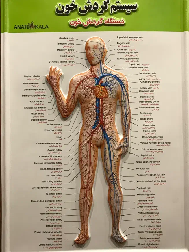 ماساژ درمانی|خدمات آرایشگری و زیبایی|شاهدشهر, |دیوار