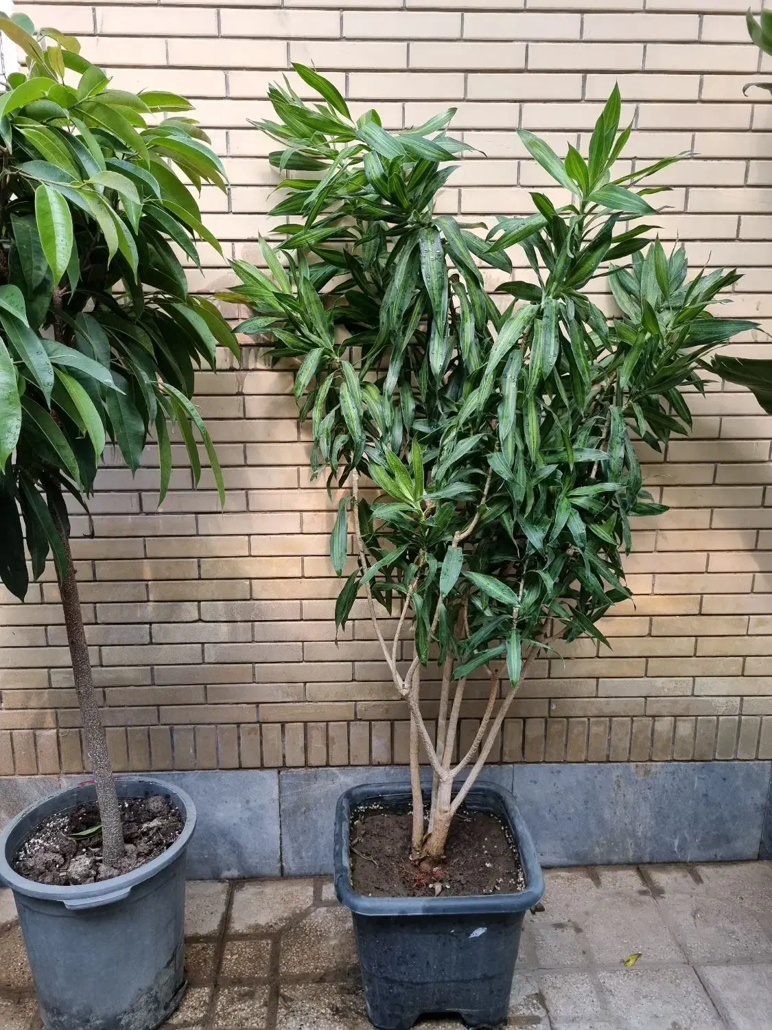 پیله موا، بنجامین امستل کینگ|گل و گیاه طبیعی|شیراز, شهرک والفجر|دیوار