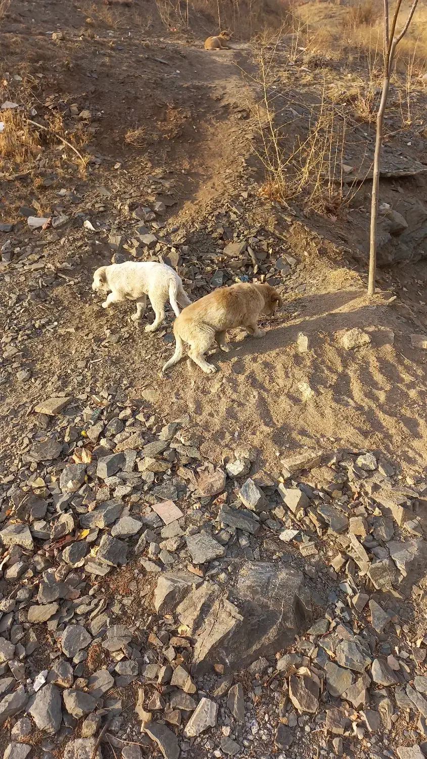 واگذاری سگ|سگ|اسدآباد, |دیوار