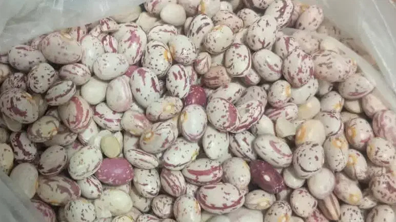 فروش لوبیا چیتی|حراج|الیگودرز, |دیوار