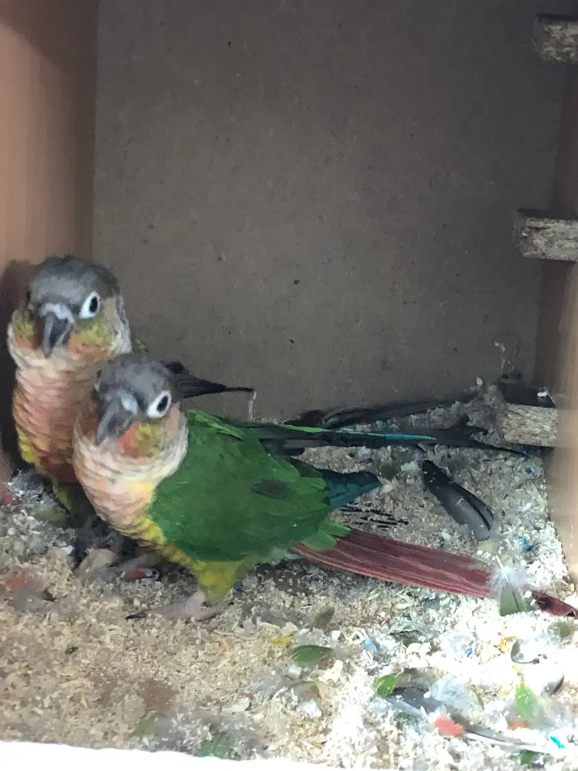 طوطی گرینچیک اناناسی|پرنده|تربتحیدریه, قائم|دیوار