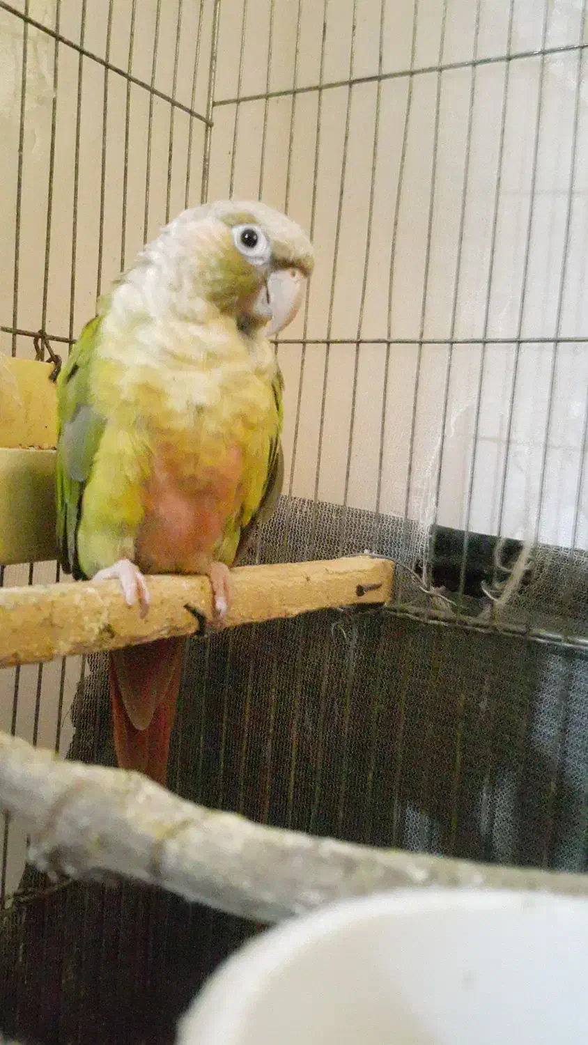 طوطی گرینچیک|پرنده|رودسر, |دیوار