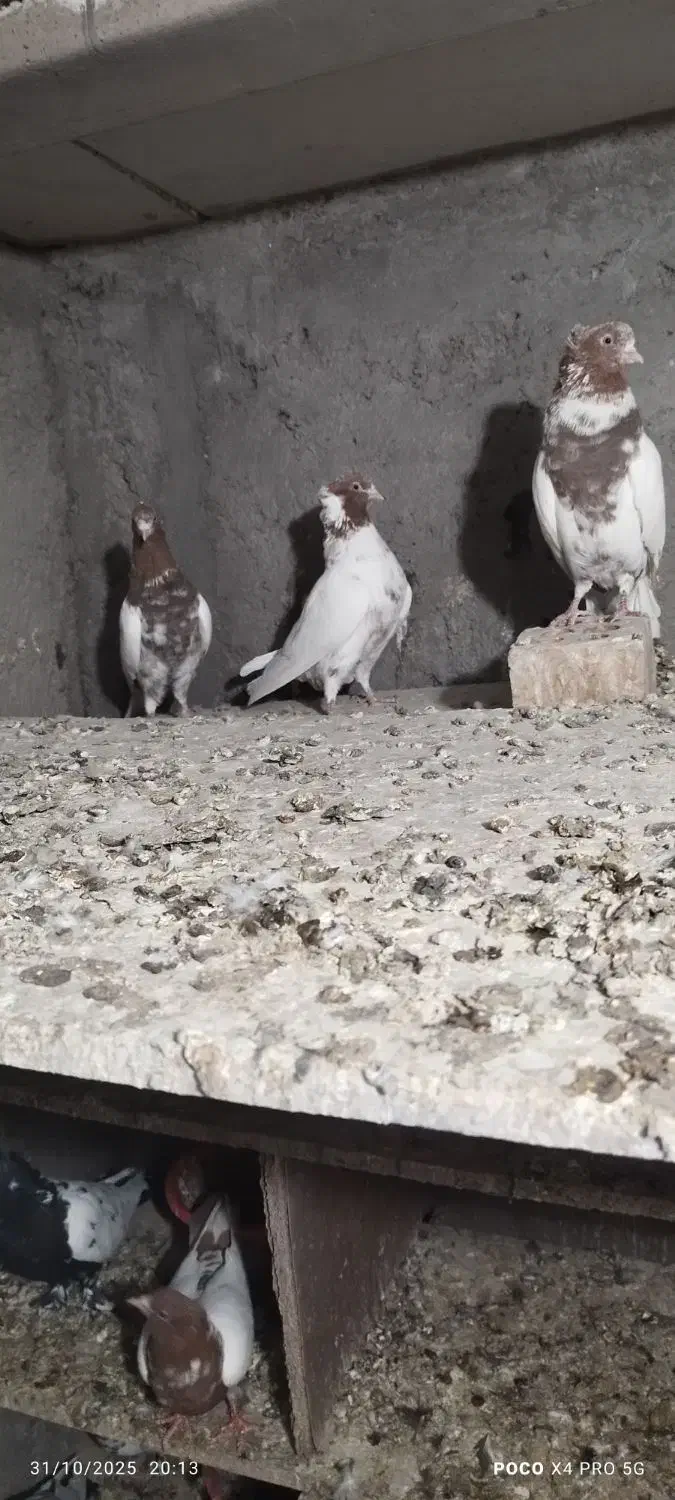 کبوتر|پرنده|زرند, |دیوار