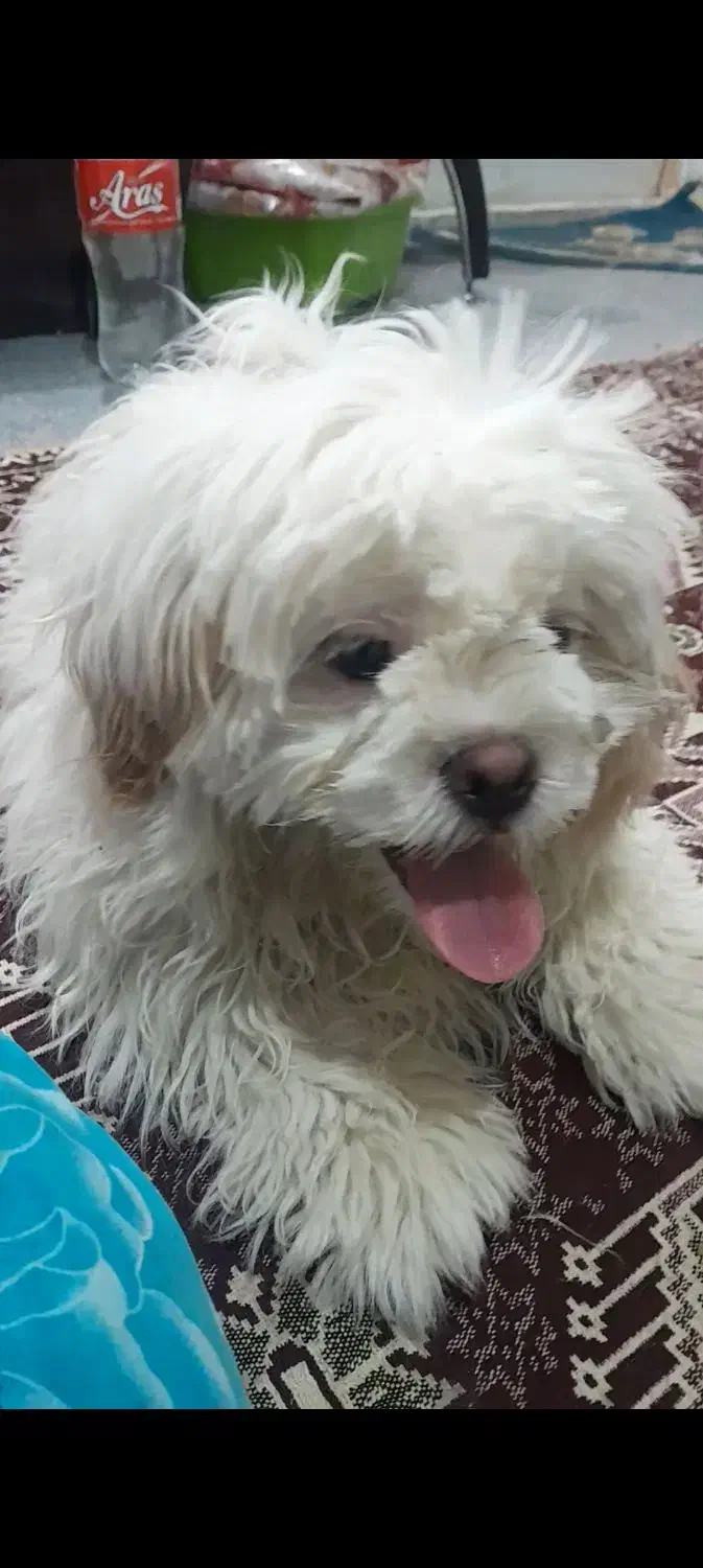 سگ خانگی پاکوتاه|سگ|ارومیه, |دیوار