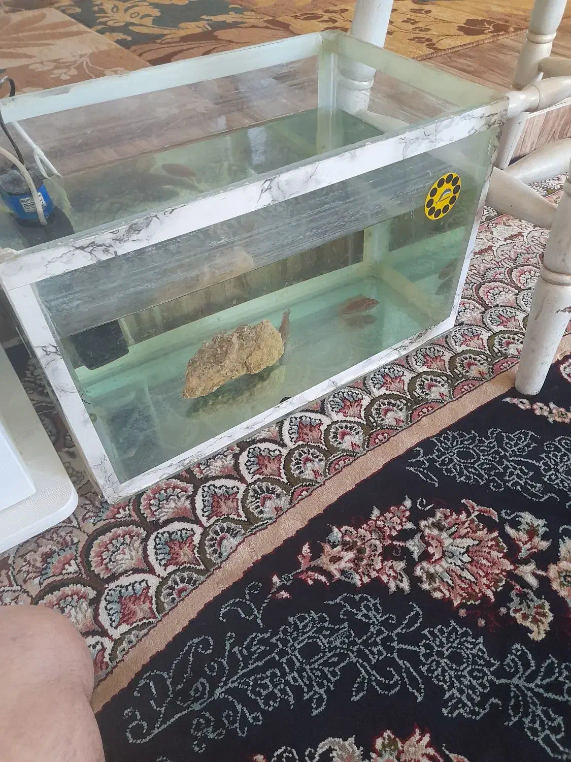 آکواریوم|ماهی|شیروان (خراسان), |دیوار