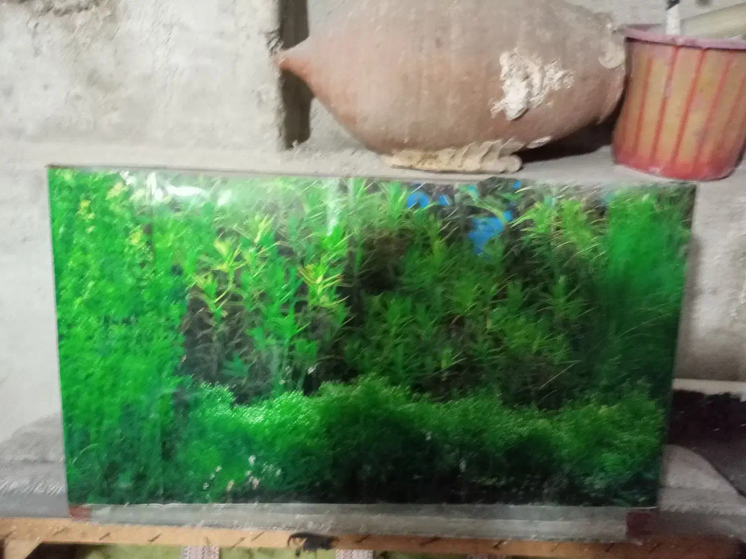 دوعدداکواریوم باشیشه سفارشی سایز بزرگ وکوچک|ماهی|آمل, |دیوار