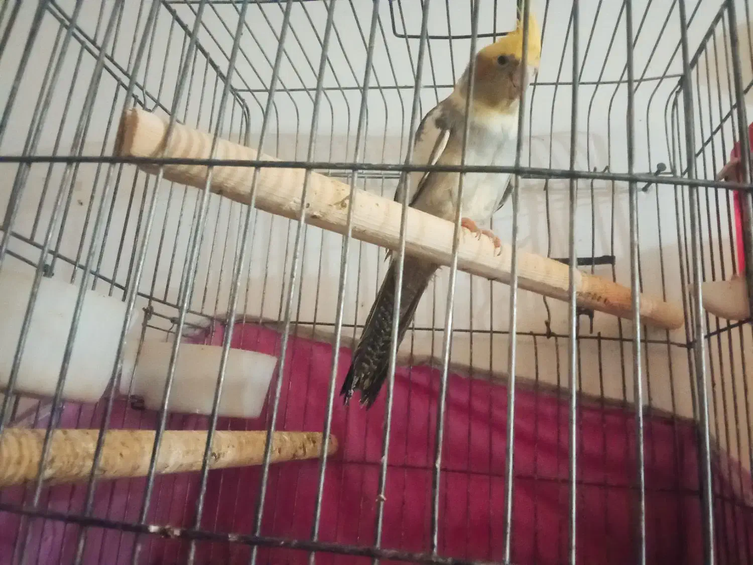 عروس هلندی|پرنده|قم, شهرک مهدیه (مدرس)|دیوار