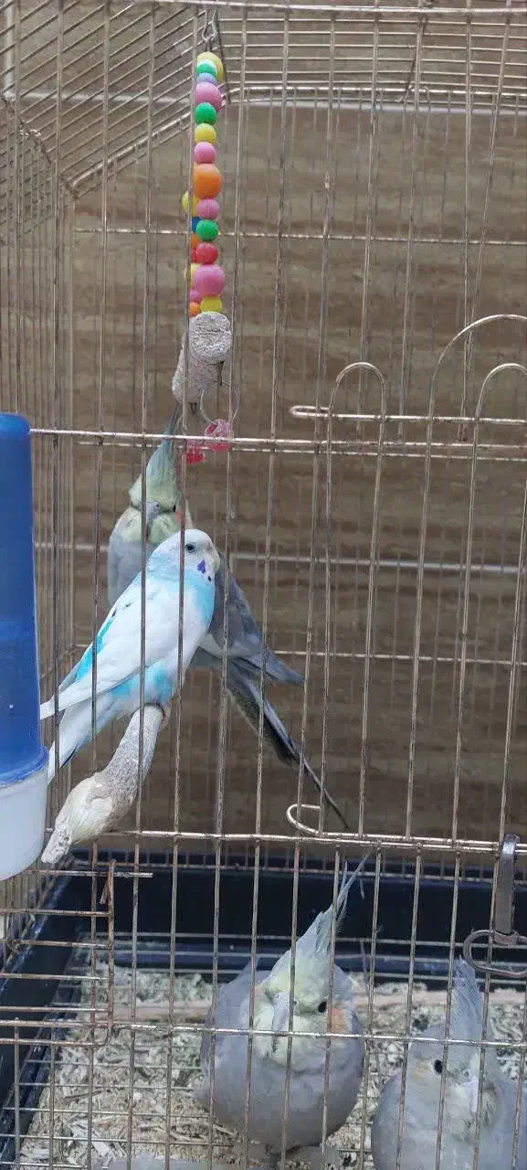 طوطی عروس|پرنده|قم, دورشهر|دیوار