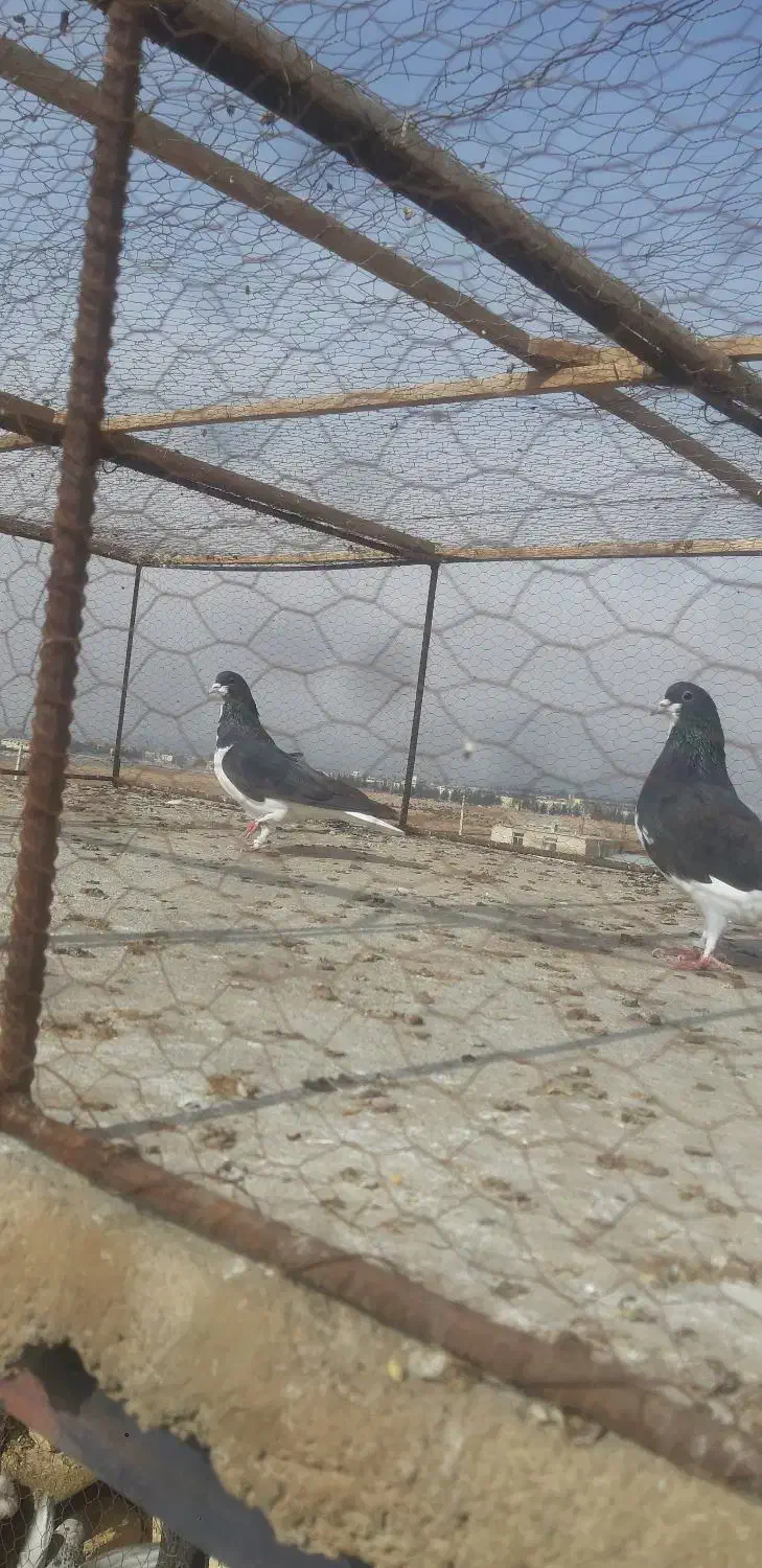 خوشرنگ سیاه نروماده|پرنده|لنجان, |دیوار