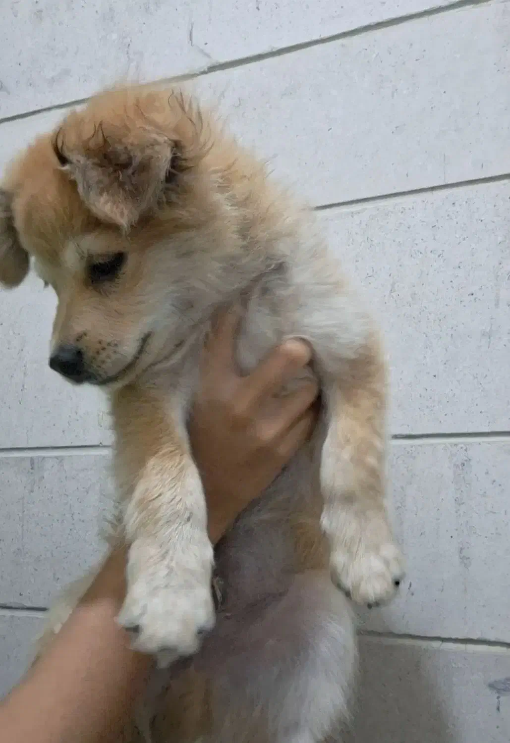 سگ پامر اشپیتز فروش فوری|سگ|کرمان, |دیوار