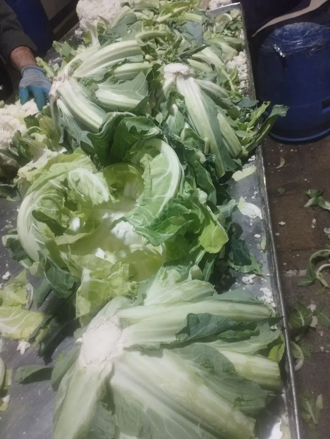 تفاله کلم و کرفس و سیب و چغندر و غیره|لوازم جانبی حیوانات|آذرشهر, |دیوار