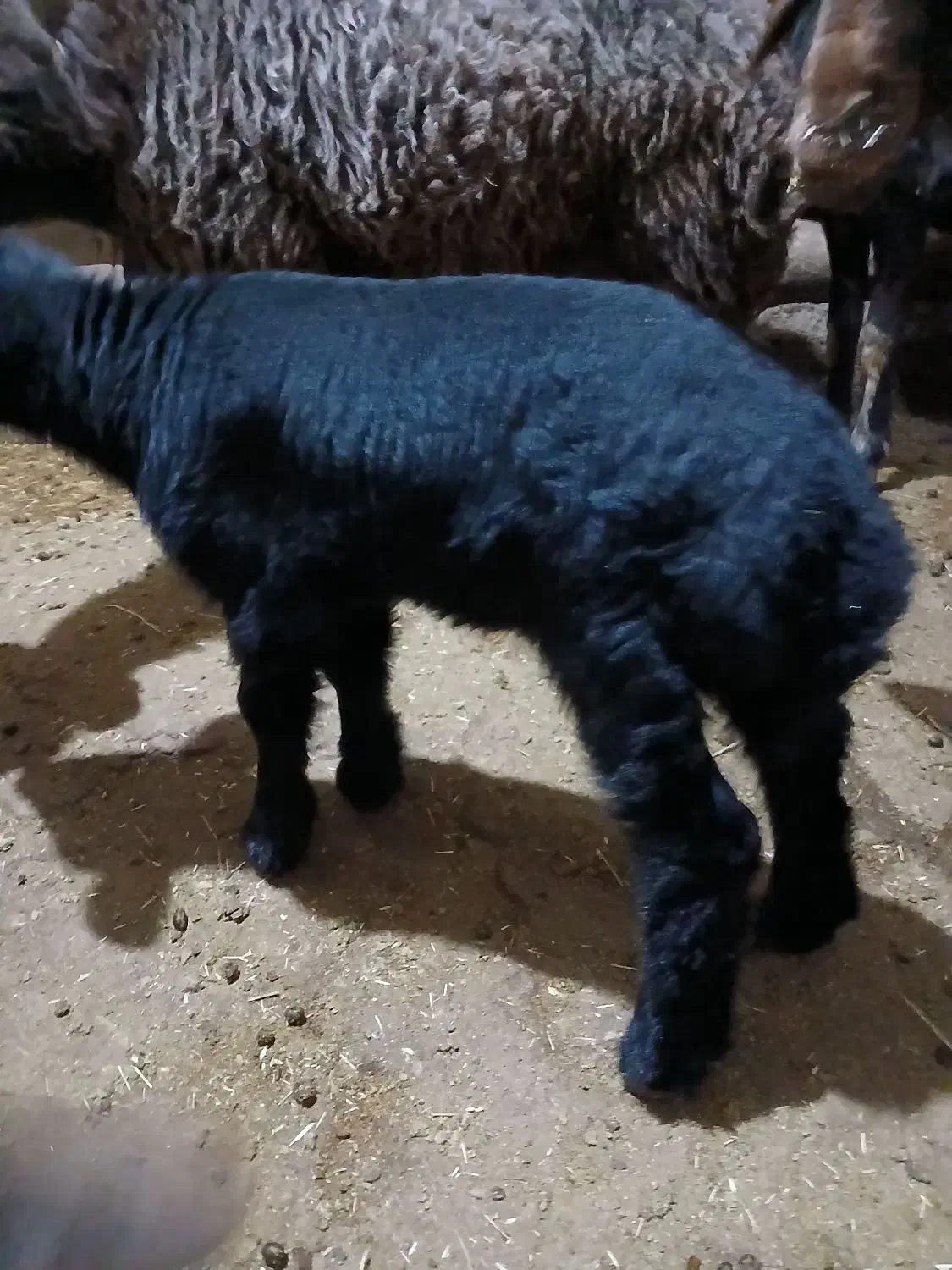 قوچ دو ساله|حیوانات مزرعه|هریس, |دیوار