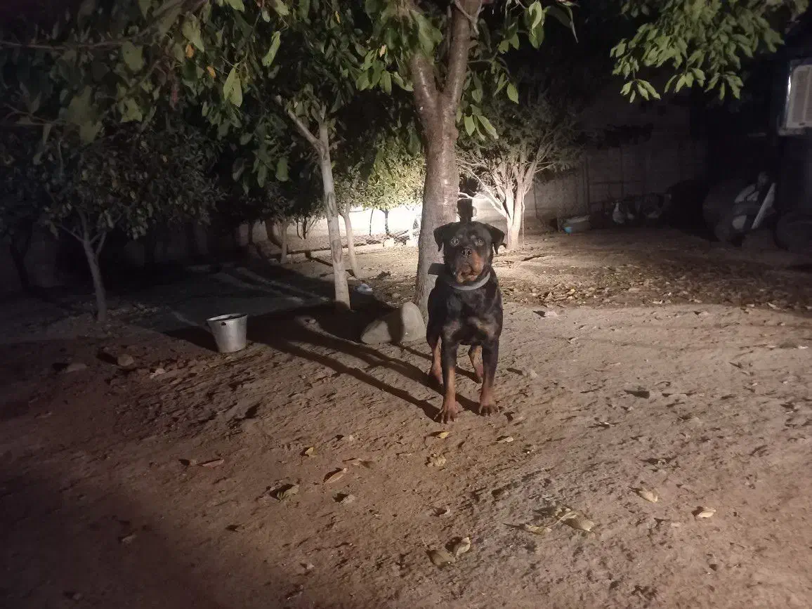 روتفایلر|سگ|انگوت, |دیوار