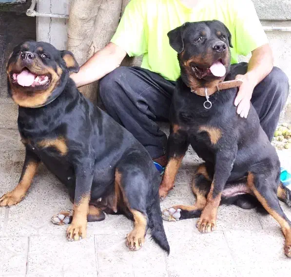 واگذاری حیوان خانگی|سگ|کرمانشاه, |دیوار