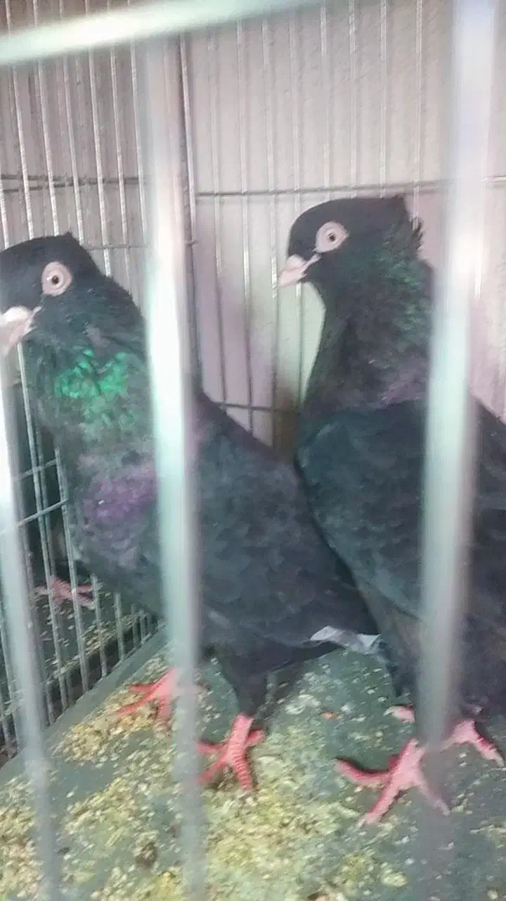 کبوتر|پرنده|جیرفت, |دیوار