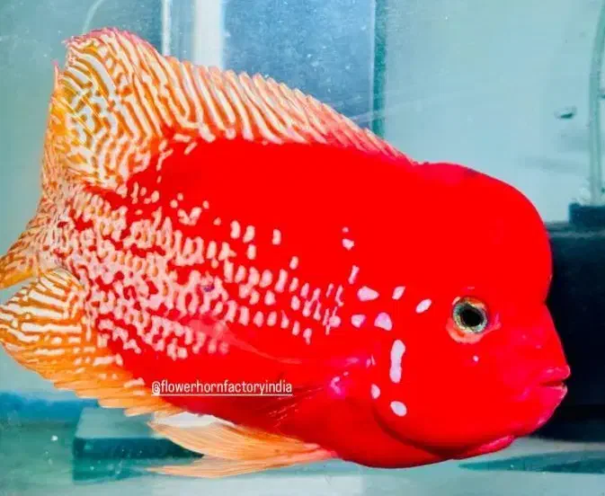 ویجا سوپر رد سینسپیلوم(هیبرید با رد مانکی)|ماهی|قدس, شهرقدس|دیوار