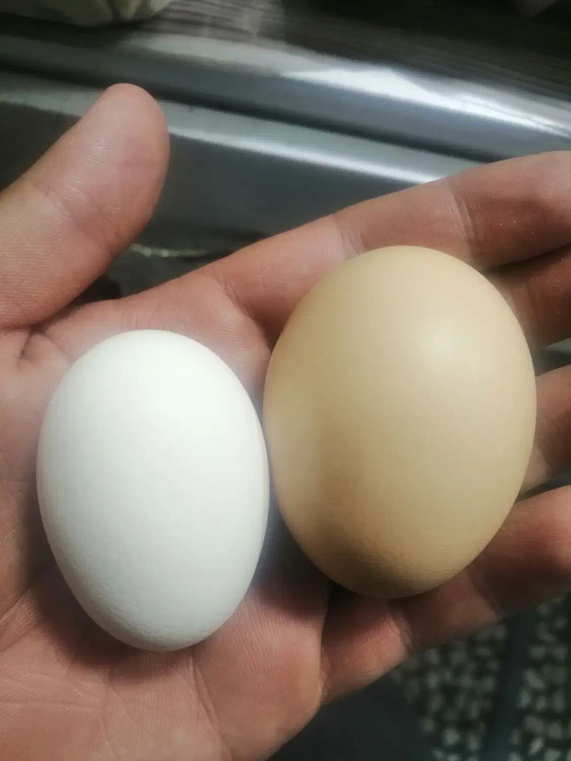 تخم مرغ نطفه دار مرندی|حیوانات مزرعه|شهرضا, |دیوار