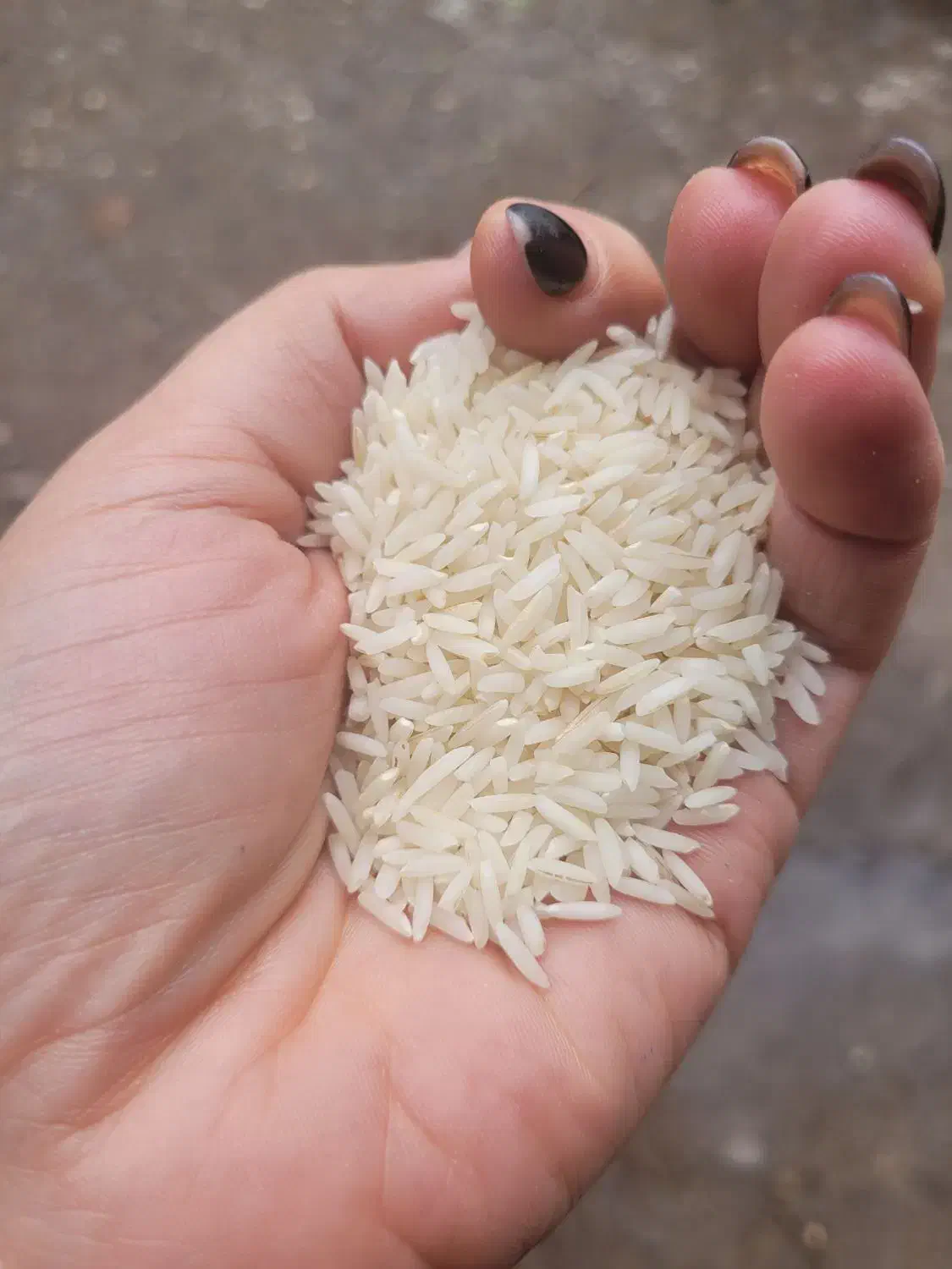 برنج هاشمی وبرنج نیم دانه سورتینگ  شده هاشمی|خوردنی و آشامیدنی|لاهیجان, کوی آزادگان|دیوار