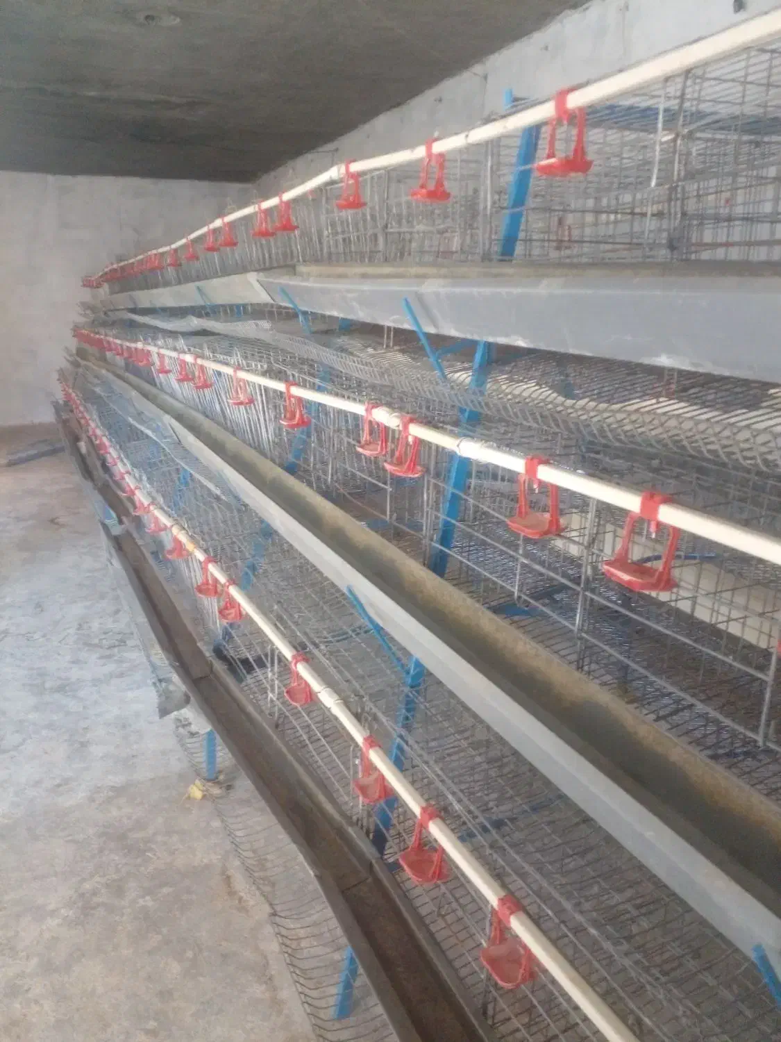 قفس مرغ تخمگذار|لوازم جانبی حیوانات|ایوان, |دیوار