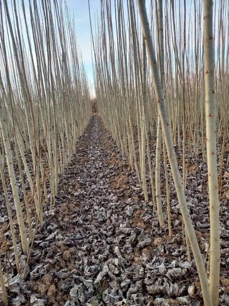 نهال صنوبر|گل و گیاه طبیعی|شیراز, شهرک آرین|دیوار
