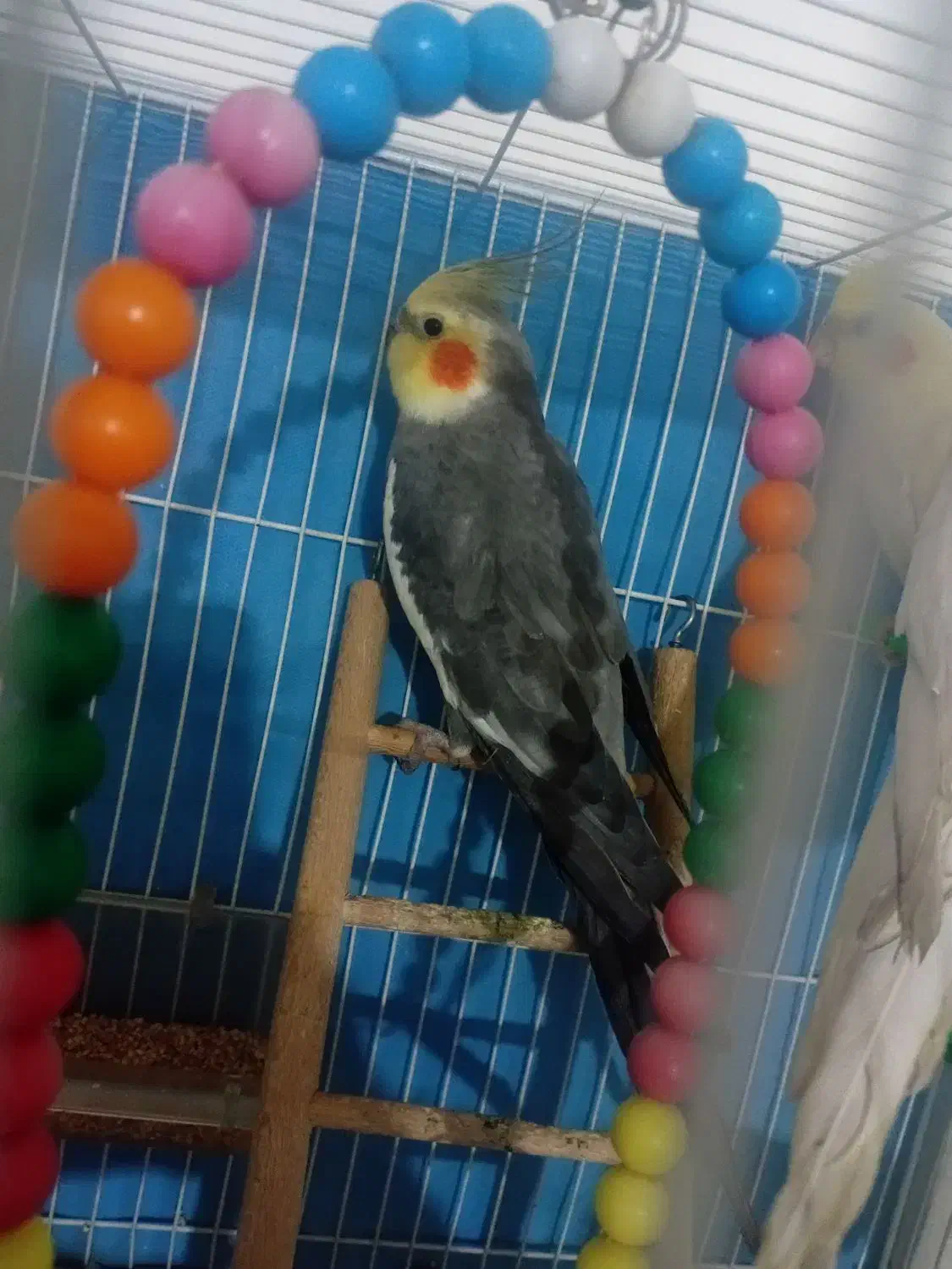 عروس و مرغ عشق|پرنده|مشهد, نیزه|دیوار